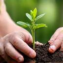 Hands planting a small sapling into rich earth, with blurred natural scenery in the background, symbolizing sustainable travel practices and eco-conscious adventure.
